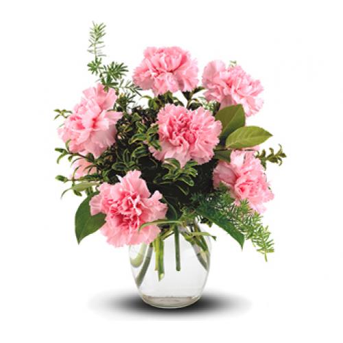 奥斯汀国际鲜花6枝粉色康乃馨新西兰送花基督城鲜花速递奥克兰订花汉密尔顿国际送花